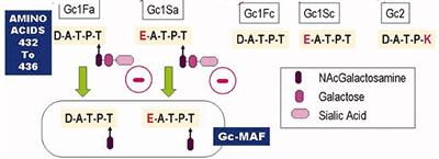 Vitamin D Binding Protein, Total and Free Vitamin D Levels in Different Physiological and Pathophysiological Conditions